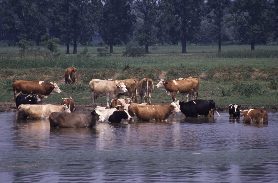 Holt-Tiszában delelő marhák
